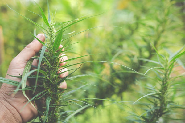 farmers-hold-marijuana-cannabis-trees-on-their-farms